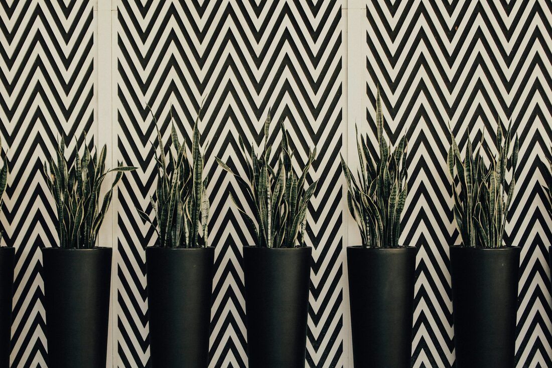 Bold black and white chevron patterned wallpaper behind a row of tall plants in black planters